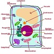 Cell Biology BSC110 module from Certificate in Human Biology 