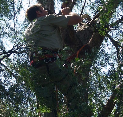 ADVANCED CERTIFICATE IN APPLIED MANAGEMENT (ARBORICULTURE) VBS001