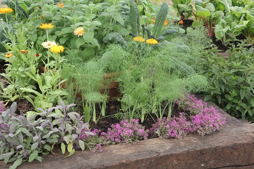 CERTIFICATE IN HORTICULTURE (ORGANIC PLANT GROWING) VHT002