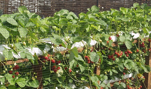 FRUIT PRODUCTION -TEMPERATE CLIMATE  BHT218