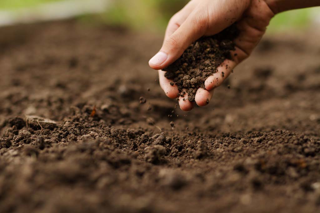 ADVANCED DIPLOMA IN HORTICULTURE - NURSERY VHT009